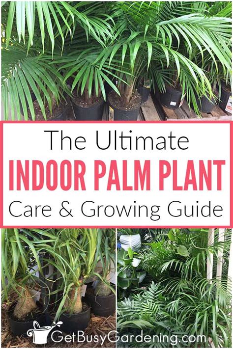 Palm Plant Care And Complete Indoor Growing Guide Get Busy Gardening
