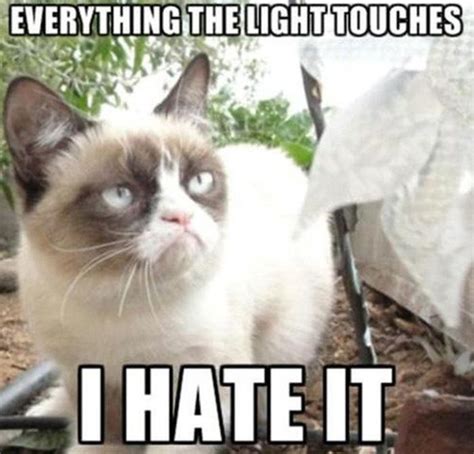 21 Grumpy Cat Memes You Can Relate To Every Monday Of Your Life