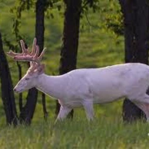 Albino Buck Albino Deer Big Deer Whitetail Deer
