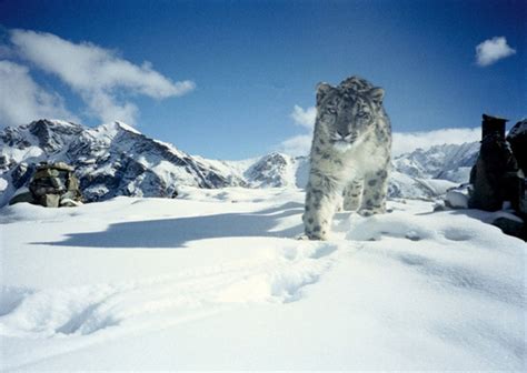 Top 10 Facts About Snow Leopard Owlcation