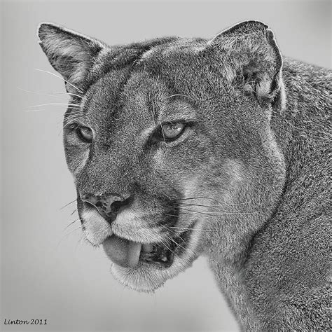 Florida Panther Digital Art By Larry Linton