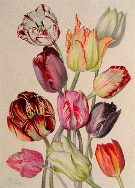Parrot Tulip Botanical Study Meadle Dorothy Maclegan 1940 49 Flower