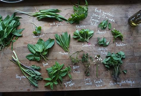 Learning which wild plants are edible is a great way to complement your diet, and it adds to the enjoyment of a nature walk. The ultimate guide to wild food to go foraging for in ...