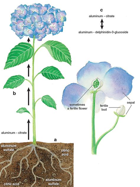 Curious Chemistry Guides Hydrangea Colors American Scientist
