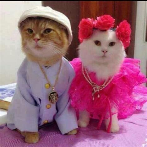 Kitty Couple 💜💜💜💜 With Images Cute Cats And Kittens