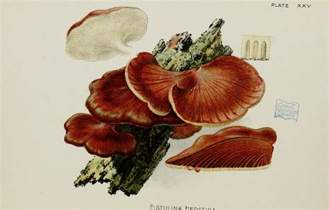 Scientific Illustration Wapiti Our Edible Toadstools And Mushrooms