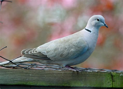 Bird Lore Eurasian Collared Dove My Edmonds News