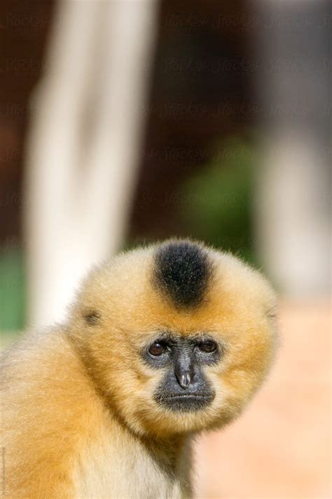 brown-monkey-by-acalu-studio-monkey,-primate