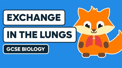 Exchange And Diffusion In The Lungs Gcse Biology Youtube