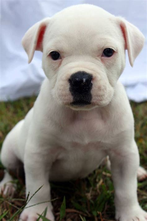67 American Bulldog Puppies Pics Image Bleumoonproductions
