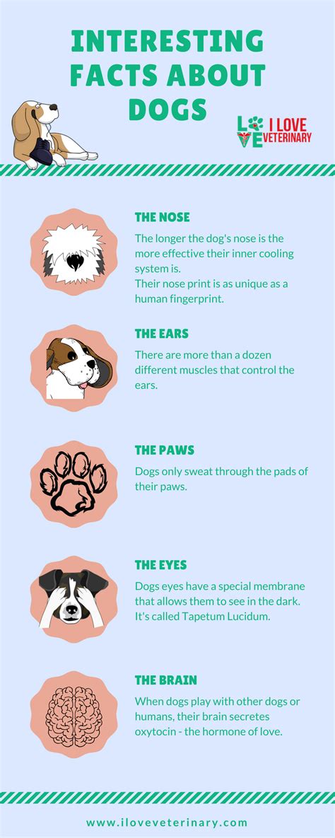 Interesting Facts About Dogs Dog Facts Dog Care Tips Dog Infographic