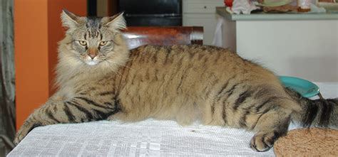 Feliks, - Cat Forum : Cat Discussion Forums