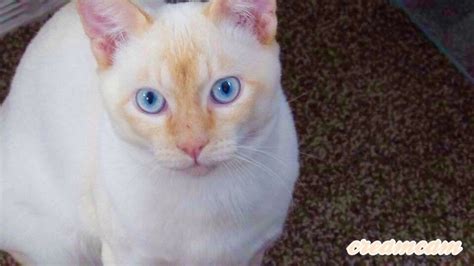 Click below to browse our available kittens by color category. Siamese Cats For Sale | Rochester, NY #285519 | Petzlover
