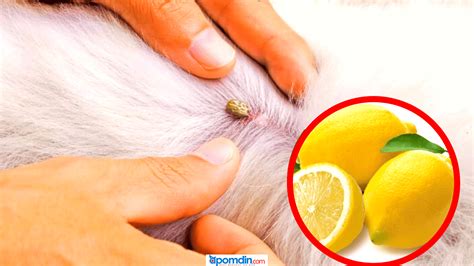 In Home Remedies For Fleas Apomdin