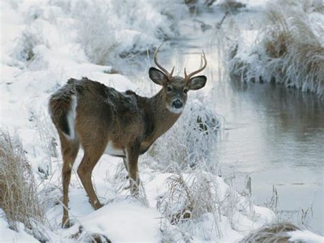 Deer In Snow Wallpaper Wallpapersafari