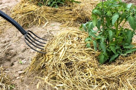Straw Mulch For Gardening How To Use Straw Mulch Around Vegetable