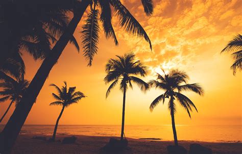 Wallpaper Sea Beach Summer Sunset Palm Trees Shore Silhouette
