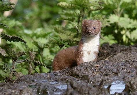 Species Weasel The Mammal Society