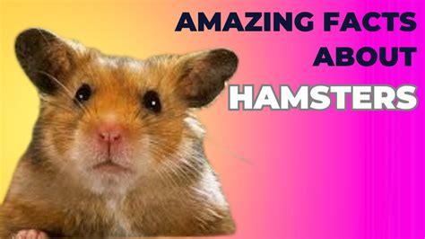 Amazing Facts About Hamsters Fascinating Facts That Every Pet Lover