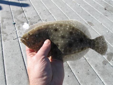 Flounder Gulf Mjohnson