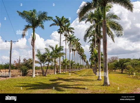 Cuban Royal Palm Tree Hi Res Stock Photography And Images Alamy