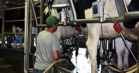 A Day In The Life Of A Dairy Cow Drink