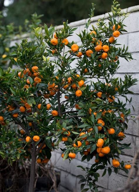 The Truth About Indoor Citrus Trees Hint They Belong