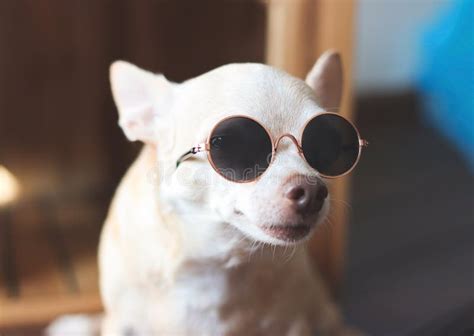 Fat Brown Chihuahua Dog Wearing Sunglasses Looking At Camera Stock