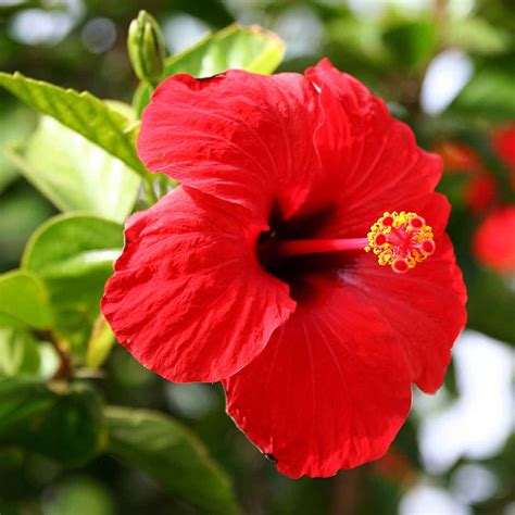 Hibiscus Red Santhi Online Plants Nursery