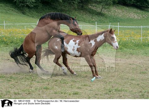 Der deckakt bei pferden dauert nur eine minute, maximal zwei. MH-01489 - Hengst und Stute beim Deckakt Bilder ...