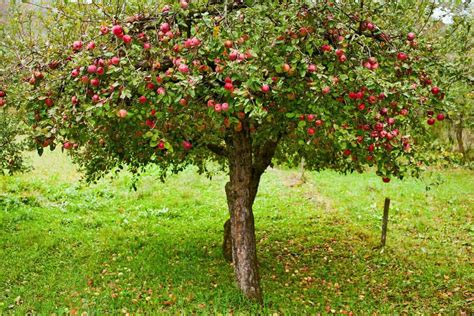 In typical cases, doing so would kill the trees, but this mixture minimizes any chance of overfeeding. قصص اطفال قصة شجرة التفاح | مجلة أنوثتك