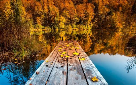 Maybe you would like to learn more about one of these? nature, Landscape, Trees, Pier, Wooden Surface, Forest, Water, Lake, Reflection, Fall, Leaves ...