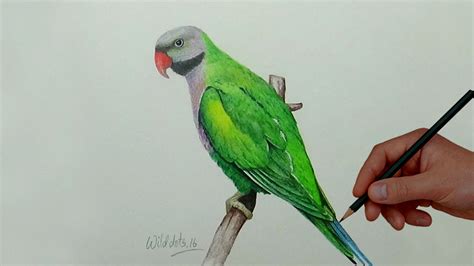 Parrot Drawing Images At Getdrawings Free Download