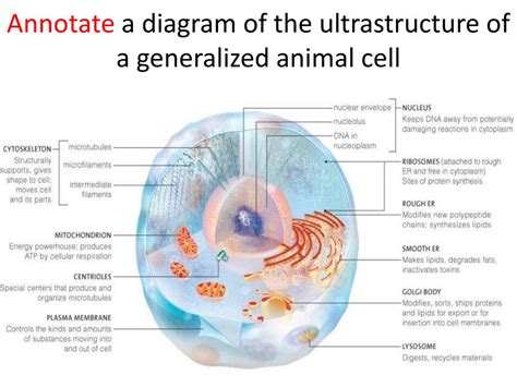 Generalized Animal Cell Definition Ccc Online Biology Lab