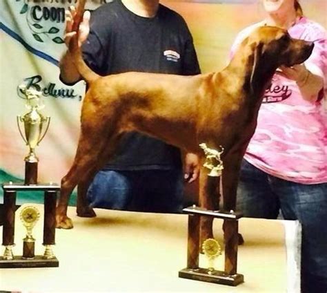 Purple Ribbon Ukc Redbone Coonhound Female With National Winning Lines