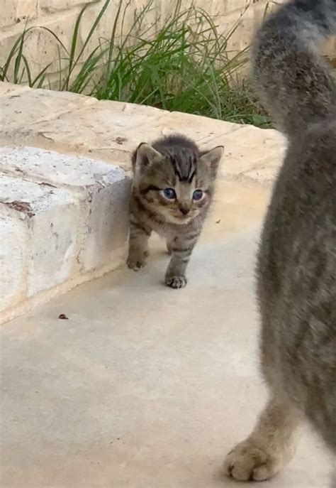 Stray Cat Befriends A Couple And Decides To Bring Her Kitten To Them