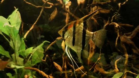 South American Biotope Aquarium Angelfish Sp Rio Manacapuru Update