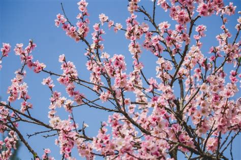 Beautiful Cherry Blossom Tree With Blue Natural Free Photo
