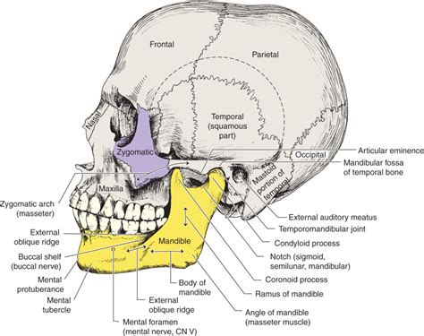 Mandibular Fossa Of Temporal Bone