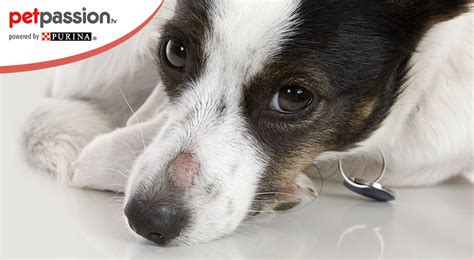 Tigna Nel Cane Cause Sintomi E Cura PetPassion
