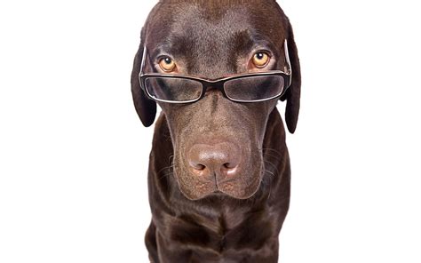 Dog With Glasses Wallpapers High Quality Download Free