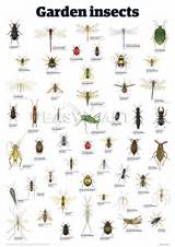 Pictures of Pest Identification Australia