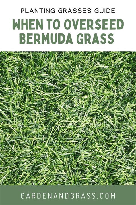 When To Overseed Bermuda Grass In 2021 Lawn And Garden Plants