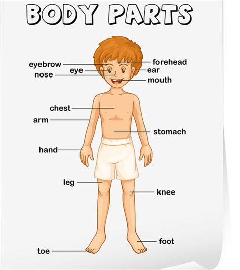 PARTS OF THE BODY Quizalize