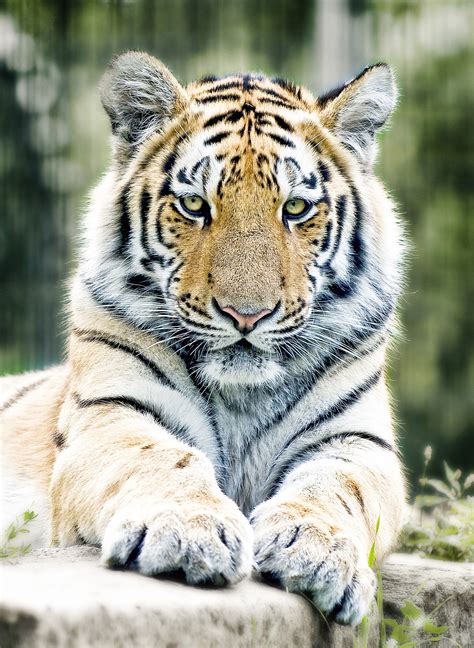 Wallpaper Id 286072 Tiger Siberian Tiger Cat Zoo Predator Dangerous