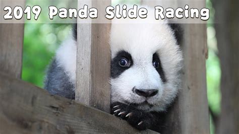 2019 Panda Slide Racing Ipanda Youtube