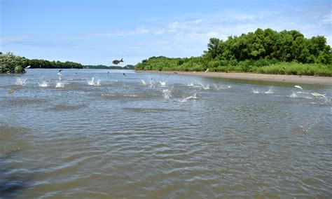 Upper Illinois River Invasive Carp Research Illinois River Biological
