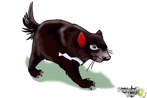 How To Draw A Tasmanian Devil Drawingnow