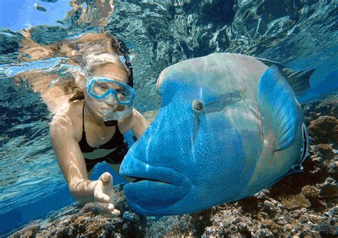 Great Barrier Reef Snorkeling Airlie Beach Trips And Tours