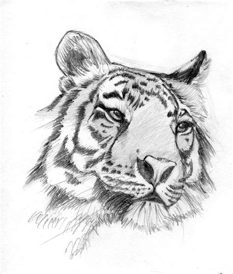 Tiger By Giudy Chan On Deviantart